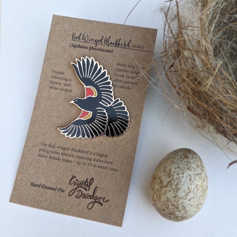 Red Winged Blackbird hard enamel pin image 2