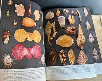 Beautiful Sea Shells Special Section from 1949 National Geographic