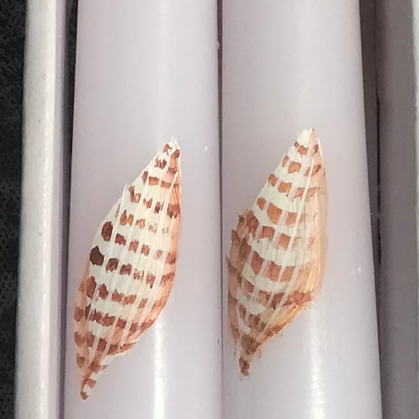 Hand painted seashell taper candles