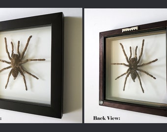 Real Tarantula Spider Specimen in Double Glass Box. Framed