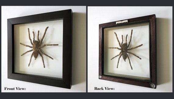 Buy Tarantula Glass Enclosure online