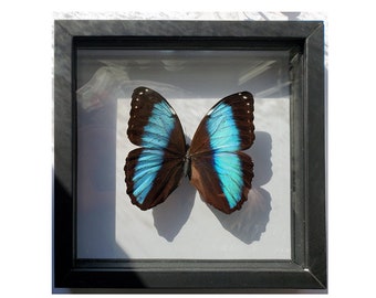 LARGE Morpho Butterfly framed Valentines Gift