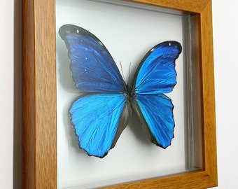 LARGEST Blue Morpho Butterfly Framed in Wood A+