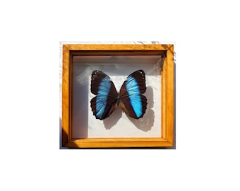 Morpho Butterfly Framed Valentines Gift