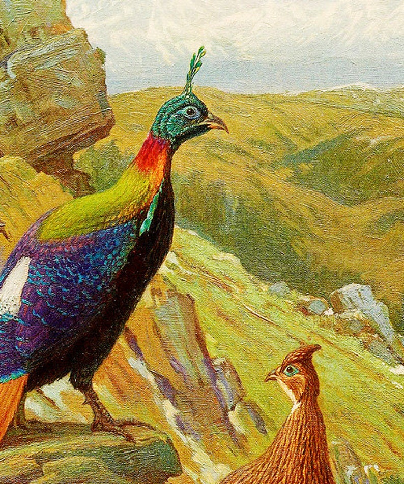 himalayan monal pheasant size himalayan monal pheasant size