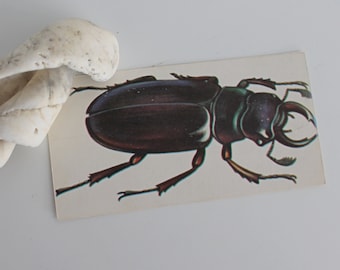 VINTAGE insects picture flash card, Stag Beetle bug decor
