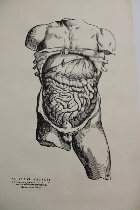 Vesalii  Know more about the Heart