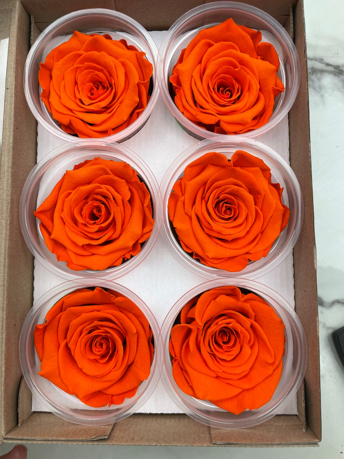 Preserved orange rose Ecuador wholesale best quality Etsy