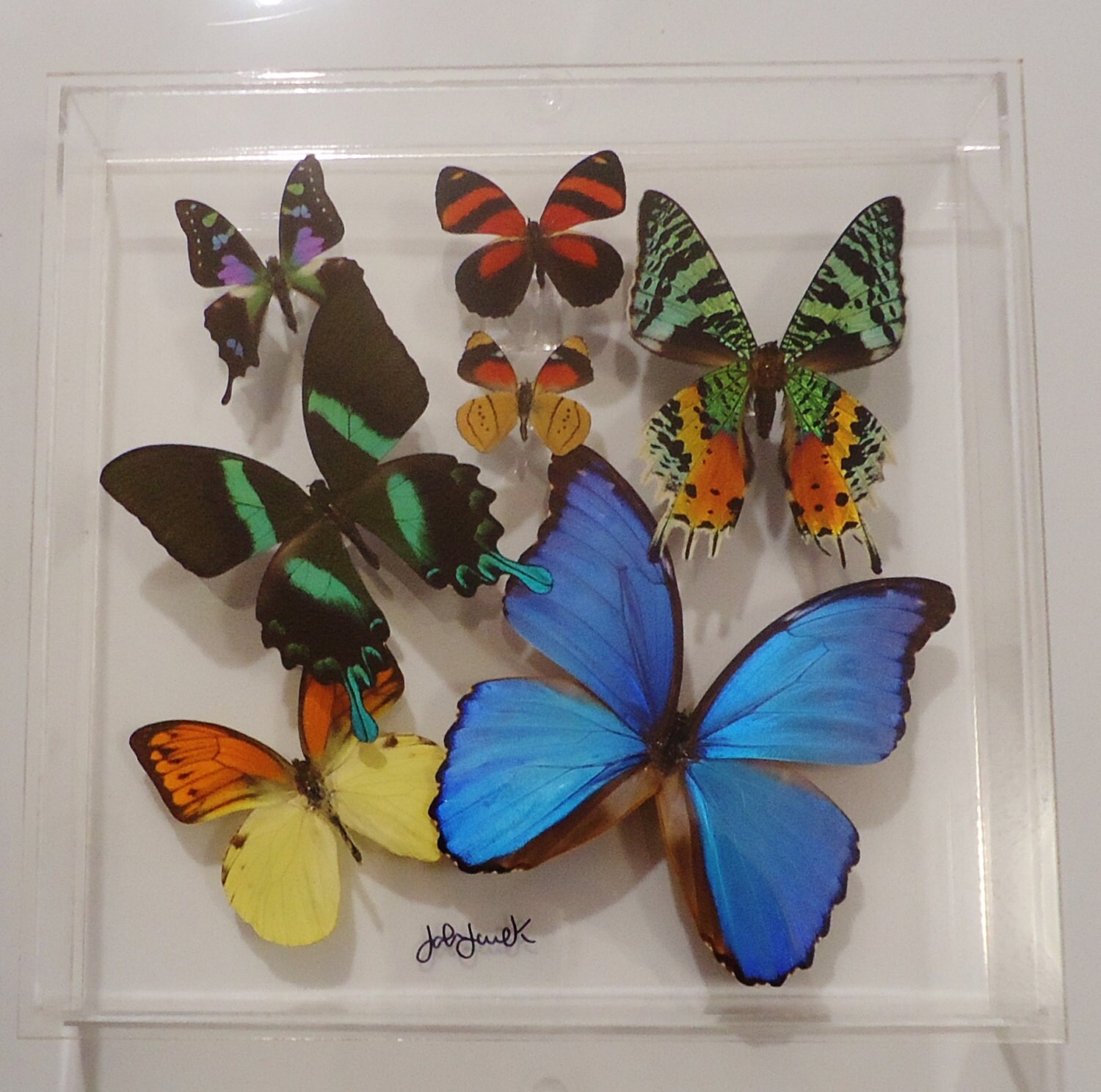 10x10 NEW Real butterfly display Real butterflies mounted Etsy