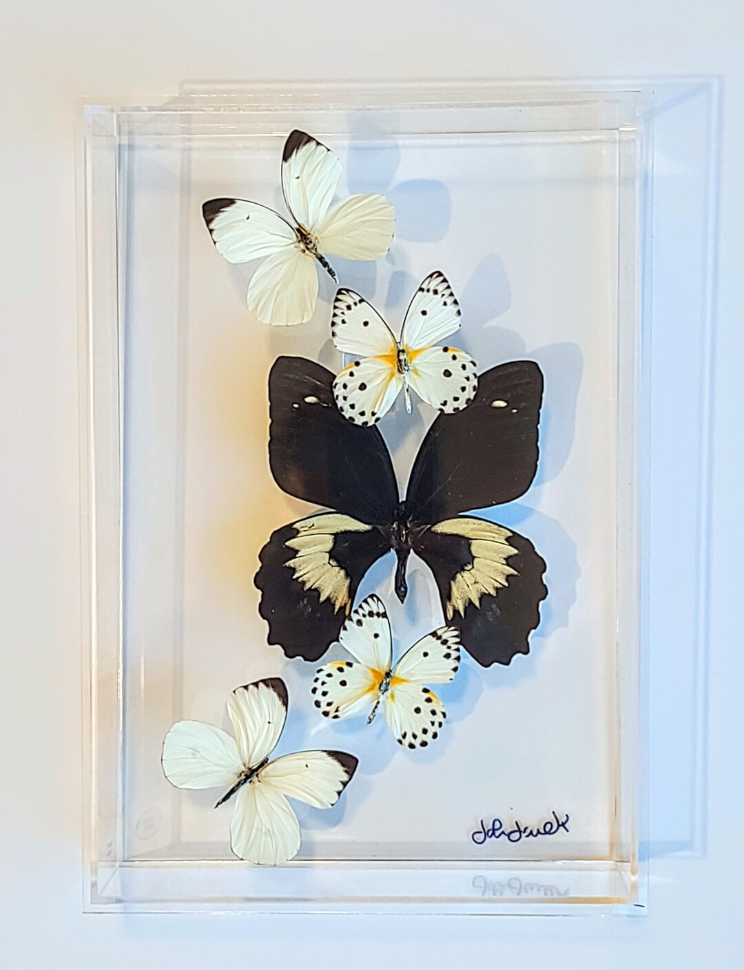 Preserved Butterflies, Butterfly Displays, Framed Butterflies, Mounted