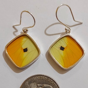 butterfly wing earrings, butterfly wing earrings real butterfly gifts, jewelry with butterfly wings