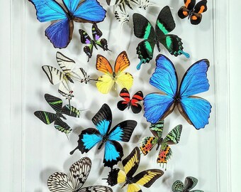butterfly display, framed butterflies, mounted butterflies, butterfly art, real butterfly artwork, butterflies in acrylic cases