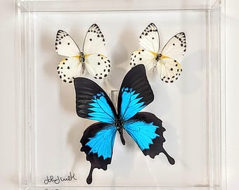 butterfly display, framed butterflies, mounted butterflies, butterfly art, real butterfly artwork, butterflies in acrylic cases