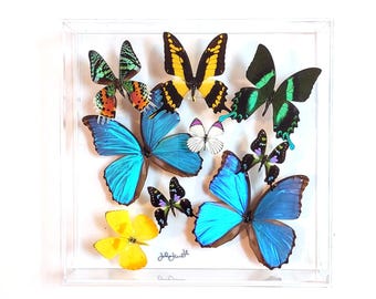 butterfly display, framed butterflies, mounted butterflies, butterfly art, real butterfly artwork, butterflies in acrylic cases