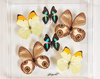 10x10 NEW!, Real butterfly display, Real butterflies mounted in an acrylic display , framed butterflies, morpho, butterfly art