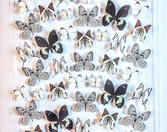 25x35 Mounted butterflies, real butterfly, butterfly display, framed butterflies, mounted butterflies, preserved butterfly
