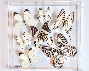framed butterflies, mounted butterflies, butterfly art, real butterfly artwork, butterflies in acrylic cases