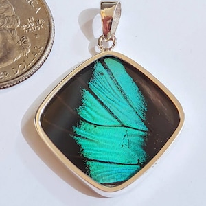 ciondolo con ala di farfalla, vera farfalla, ciondolo con ala di farfalla, orecchini con ala di farfalla, veri regali di farfalle, gioielli con ali di farfalla