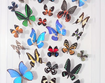 20x30 Mounted butterflies, real butterfly, butterfly display, framed butterflies, mounted butterflies, preserved butterfly
