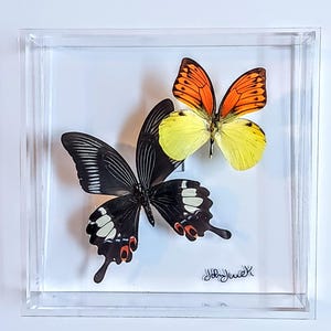butterfly display, framed butterflies, mounted butterflies, butterfly art, real butterfly artwork, butterflies in acrylic cases