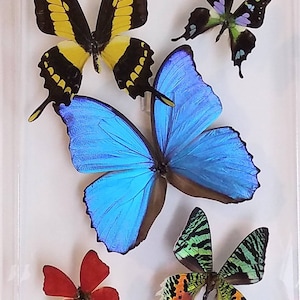 butterfly display, framed butterflies, mounted butterflies, butterfly art, real butterfly artwork, butterflies in acrylic cases