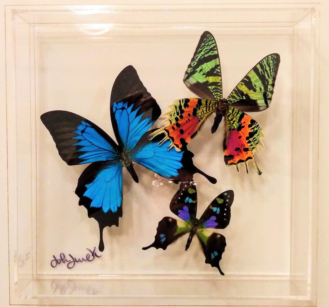 Butterfly display framed butterflies mounted butterflies Etsy