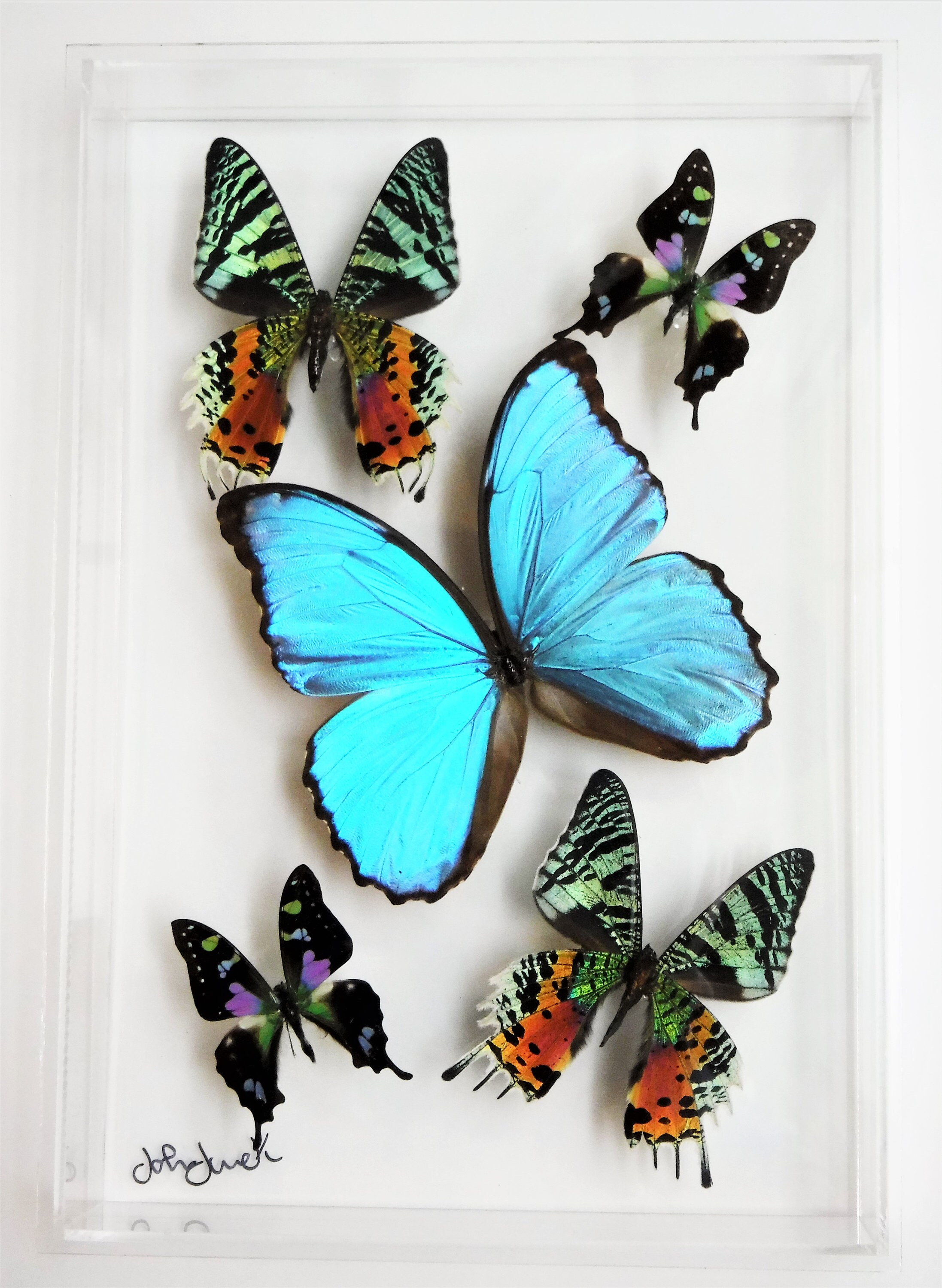 Butterfly Display Framed Butterflies Mounted Butterflies Etsy