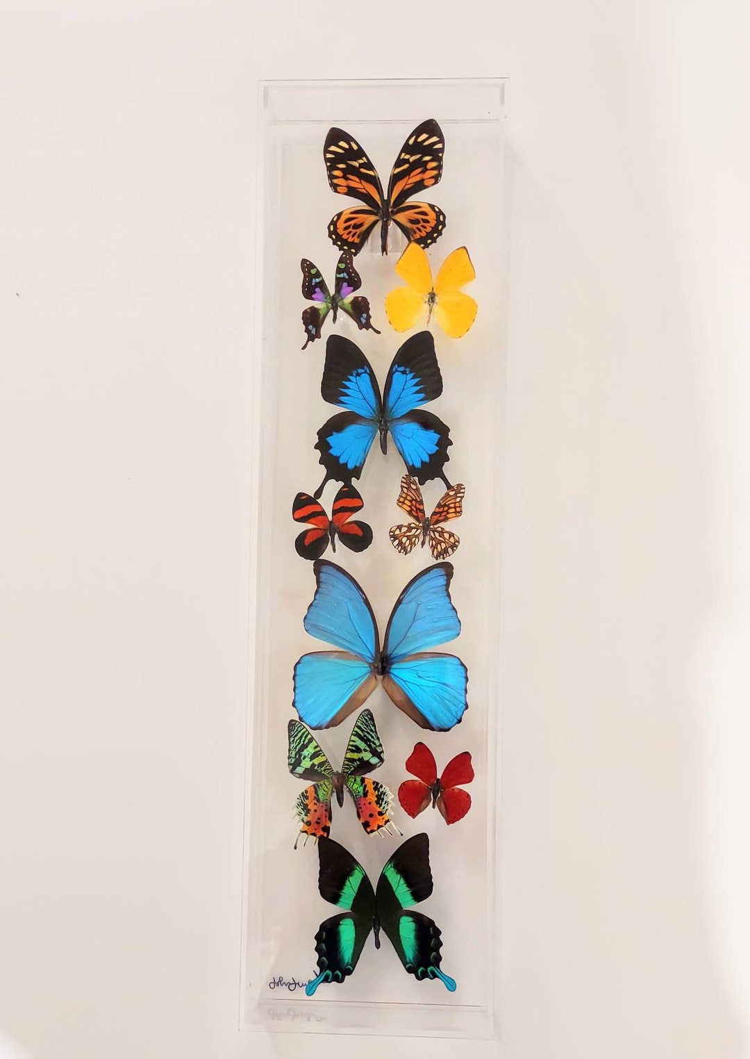 Butterfly Display, Framed Butterflies, Mounted Butterflies, Butterfly ...