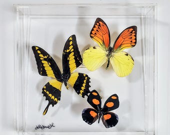butterfly display, framed butterflies, mounted butterflies, butterfly art, preserved butterflies, butterfly taxidermy, butterfly collection