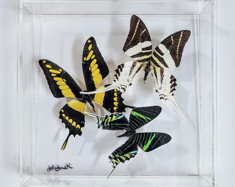 butterfly display, framed butterflies, mounted butterflies, butterfly art, preserved butterflies, butterfly taxidermy, butterfly collection