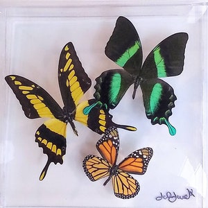 butterfly display, framed butterflies, mounted butterflies, butterfly art, real butterfly artwork, butterflies in acrylic cases
