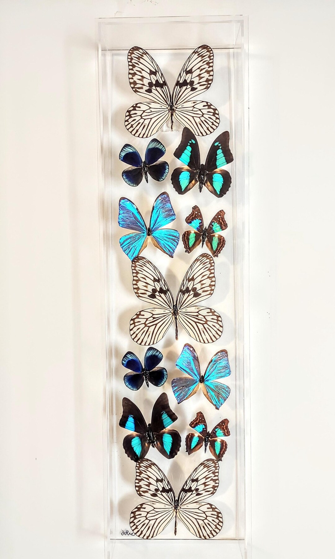 Butterfly Display, Framed Butterflies, Mounted Butterflies, Butterfly ...