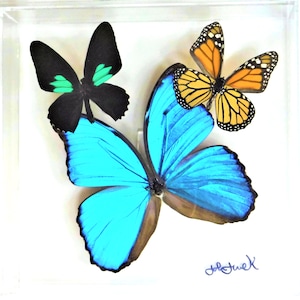 butterfly display, framed butterflies, mounted butterflies, butterfly art, real butterfly artwork, butterflies in acrylic cases