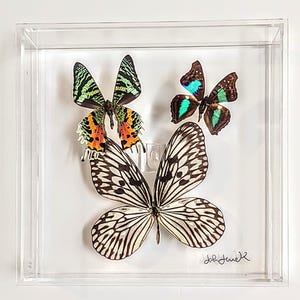 butterfly display, framed butterflies, mounted butterflies, butterfly art, real butterfly artwork, butterflies in acrylic cases