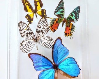 butterfly display, framed butterflies, mounted butterflies, butterfly art, preserved butterfly, butterfly taxidermy, butterfly collection