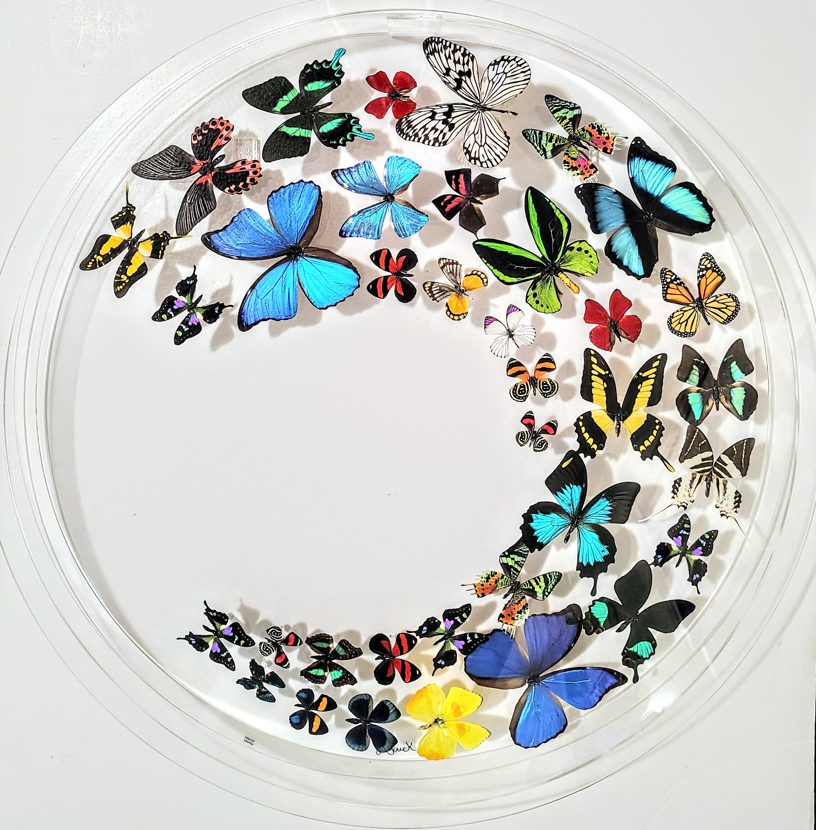 butterfly display, framed butterflies, mounted butterflies, butterfly art, preserved butterfly, butterfly taxidermy, butterfly collection