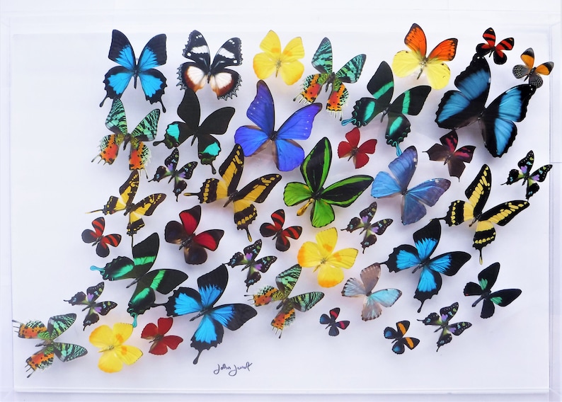 Butterfly Displays Real Butterfly Artwork Mounted Etsy