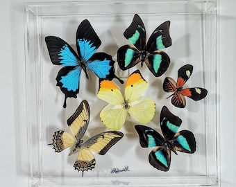 10x10 NEW!, Real butterfly display, Real butterflies mounted in an acrylic display , framed butterflies, morpho, butterfly art