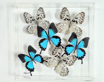 butterfly display, framed butterflies, mounted butterflies, butterfly art, real butterfly artwork, butterflies in acrylic cases