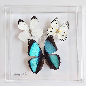 butterfly display, framed butterflies, mounted butterflies, butterfly art, real butterfly artwork, butterflies in acrylic cases