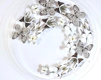 butterfly display, framed butterflies, mounted butterflies, butterfly art, preserved butterflies, butterfly taxidermy, butterfly collection