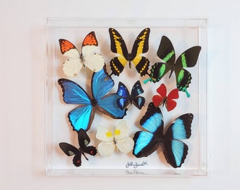 butterfly display, framed butterflies, mounted butterflies, butterfly art, real butterfly artwork, butterflies in acrylic cases