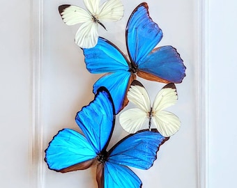 butterfly display, framed butterflies, mounted butterflies, butterfly art, preserved butterfly, butterfly taxidermy, butterfly collection