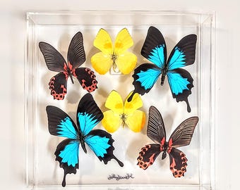 10x10 NEW!, Real butterfly display, Real butterflies mounted in an acrylic display , framed butterflies, morpho, butterfly art