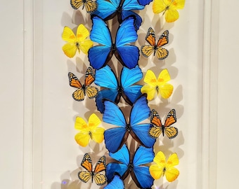 16x34 Mounted butterflies, real butterfly, butterfly display, framed butterflies, mounted butterflies, preserved butterfly