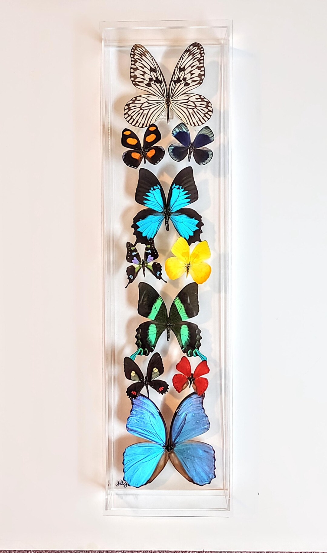 Butterfly Display, Framed Butterflies, Mounted Butterflies, Butterfly ...