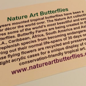 Może przedstawiać: Zbliżenie na beżową kartkę z tekstem "Nature Art Butterflies" w zielonym i czarnym kolorze. Tekst opisuje działalność firmy zajmującej się montowaniem tropikalnych motyli z całego świata. Na kartce znajduje się r&oacute;wnież adres strony internetowej "www.natureartbutterflies.com".