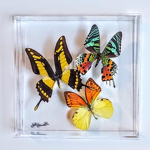 butterfly display, framed butterflies, mounted butterflies, butterfly art, real butterfly artwork, butterflies in acrylic cases