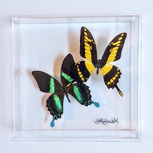 butterfly display, framed butterflies, mounted butterflies, butterfly art, real butterfly artwork, butterflies in acrylic cases
