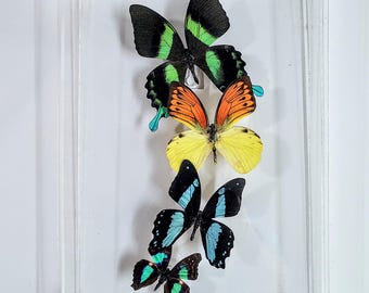 butterfly display, framed butterflies, mounted butterflies, butterfly art, preserved butterfly, butterfly taxidermy, butterfly collection